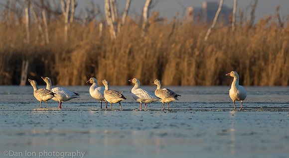 Snow Geese on ice, Jamaica Bay NY