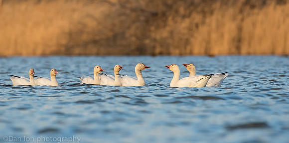 Snow Geese on pond, Jamaica Bay NY