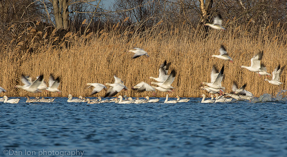 Snow Geese flying, Jamaica Bay NY