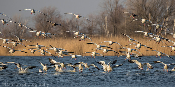 Snow Geese coming in for a landing from the bay for a quick bath and drink, Jamaica Bay NY