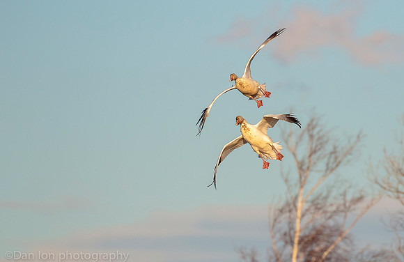 Two Snow Geese coming in for a landing from the bay, showing the menu on the chest, Jamaica Bay NY