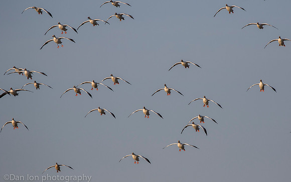 Snow Geese coming in for a landing from the bay for a quick bath and drink, Jamaica Bay NY