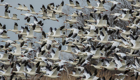 Small flock of Snow Geese, Jamaica Bay NY