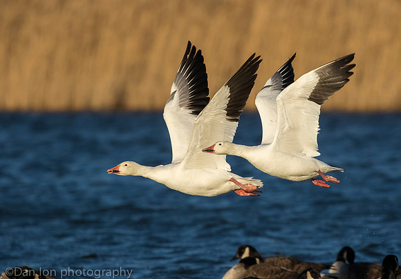Snow Geese flying, Jamaica Bay NY