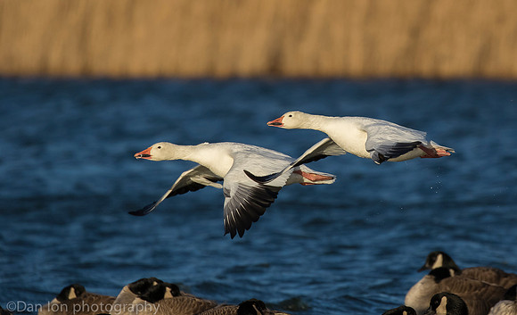 Snow Geese flying, Jamaica Bay NY