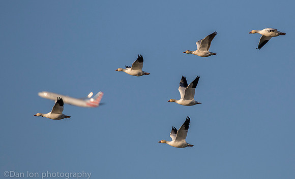 Snow Geese flying, Jamaica Bay NY