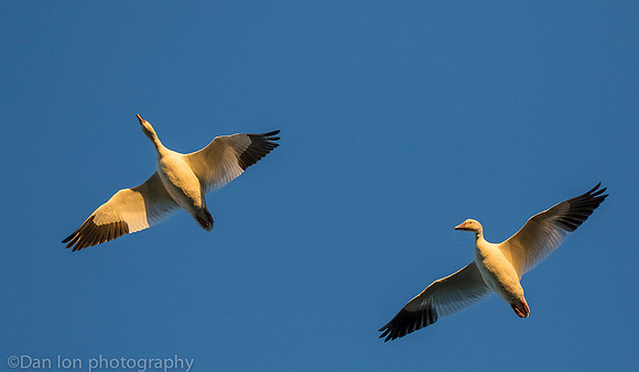 Snow Geese flying, Jamaica Bay NY