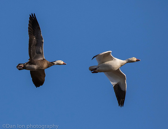 Adult Snow Goose with 'blue' phase goose, Jamaica Bay NY