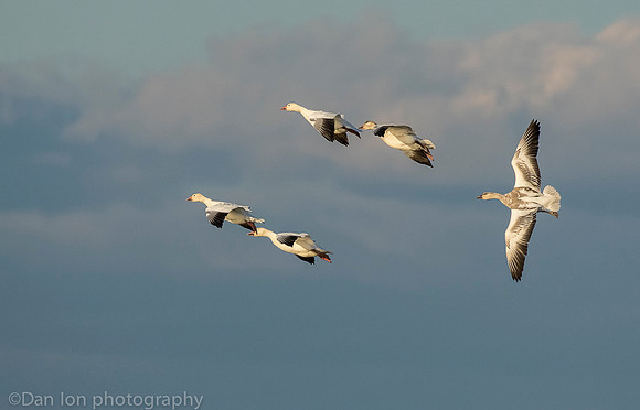 Snow Geese flying, immature Snow Goose trailing, Jamaica Bay NY