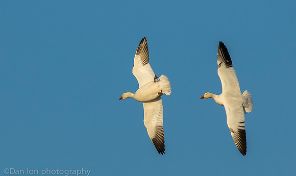 Top and bottom, Snow Geese flying, Jamaica Bay NY