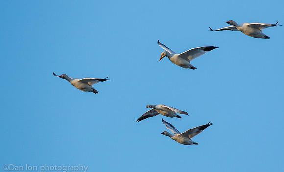 Snow Geese flying and talking, Jamaica Bay NY