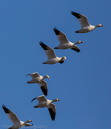 Snow Geese flying and talking, Jamaica Bay NY