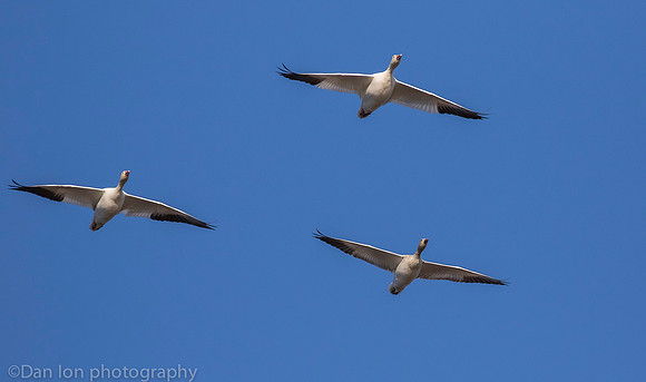Snow Geese flying, Jamaica Bay NY