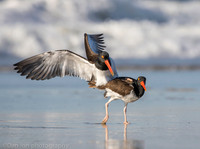 American oystercatchers mating, Nickerson Beach NY