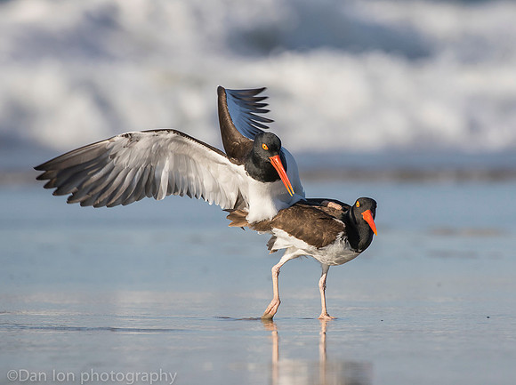 American oystercatchers mating, Nickerson Beach NY