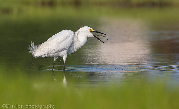 Snowy egret feeding on marsh, Long Island NY