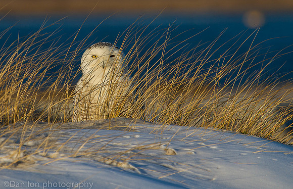 Snowy owl resting on snow, Jones Beach NY