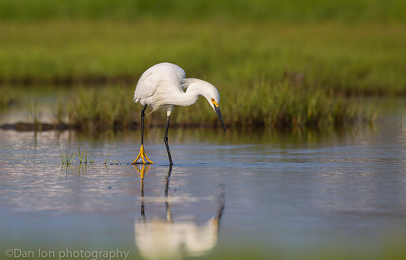 Snowy egret feeding frenzy on marsh, Long Island NY