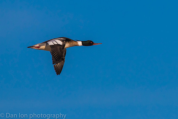Red-breasted Merganser drake