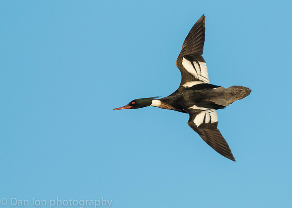 Red-breasted Merganser drake
