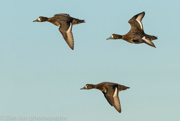 Female Scaups coming in for a landing.