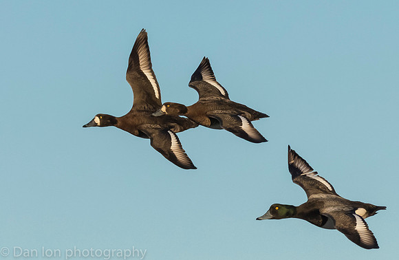 Scaup hens and a drake coming in for a landing.