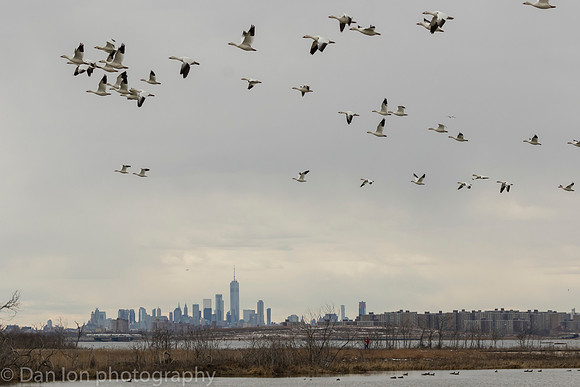 Snow Geese flying back to the feeding area after a quick drink in the pond, Jamaica Bay NY