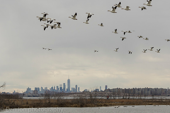 Snow Geese flying back to the feeding area after a quick drink in the pond, Jamaica Bay NY
