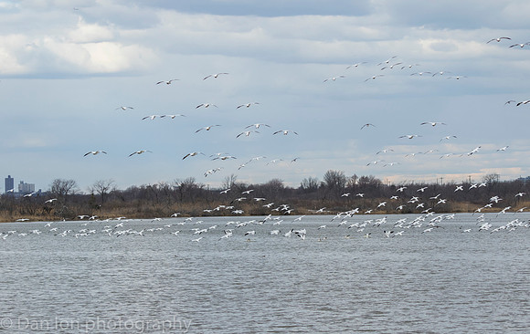 Snow Geese flying in for a quick drink in the pond, Jamaica Bay NY