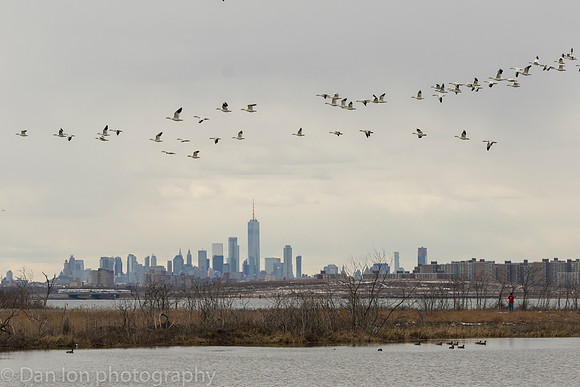 Snow Geese flying back to the feeding area after a quick drink in the pond, Jamaica Bay NY