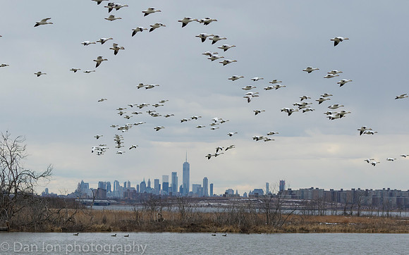 Snow Geese flying in for a quick drink in the pond, Jamaica Bay NY
