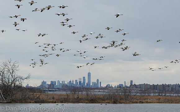 Snow Geese flying in for a quick drink in the pond, Jamaica Bay NY