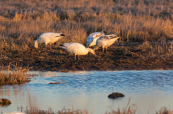 Snow Geese feeding in the bay at low tide.
