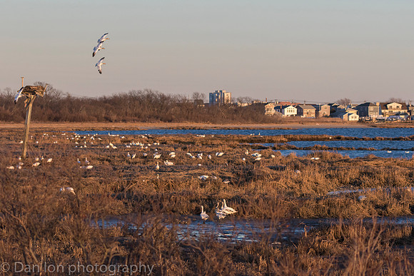 Snow Geese feeding in the bay at low tide.