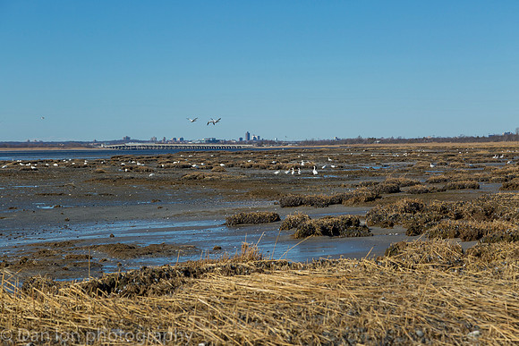 Snow Geese feeding in the bay at low tide.