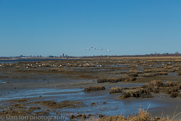 Snow Geese feeding in the bay at low tide.