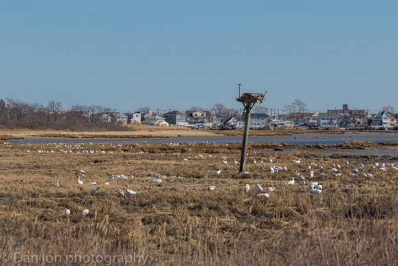 Snow Geese digging for roots on the bay at low tide.