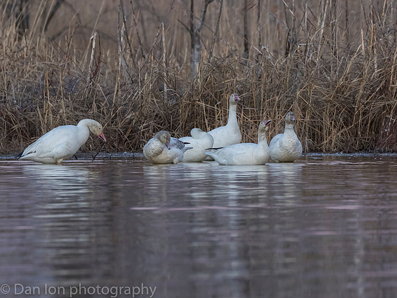 Snow Geese at the 'cleaning station' after a day's worth of feeding.