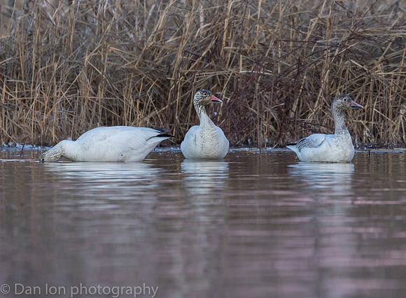 Snow Geese at the 'cleaning station' after a day's worth of feeding.