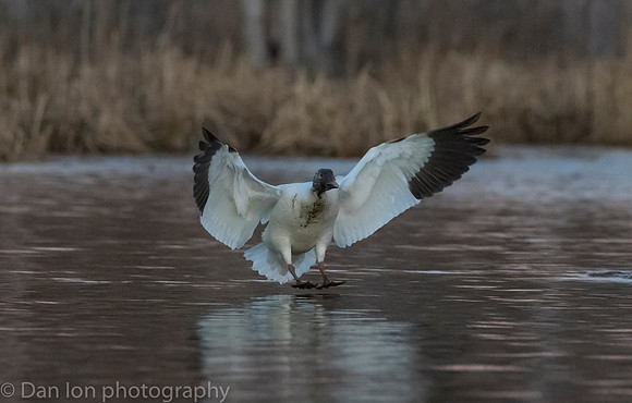 Snow Goose coming in the pond for a drink and a bath after sunset!