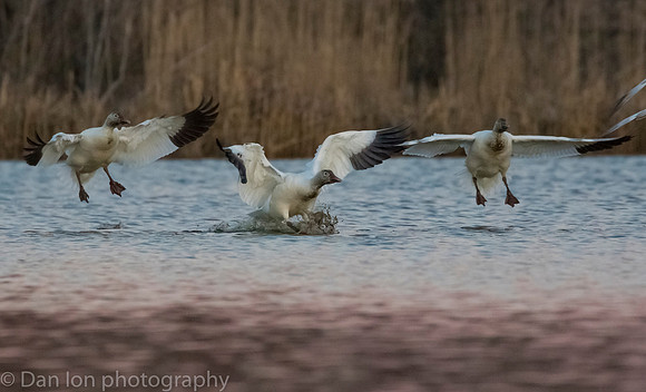 Snow Geese coming in the pond for a drink and a bath after sunset!