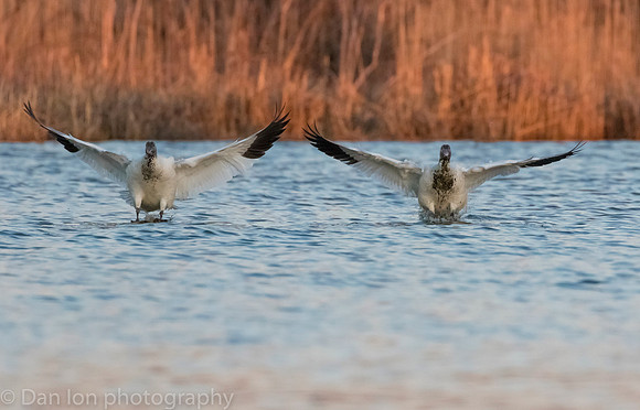 Snow Geese coming in the pond for a drink and a bath at sunset!