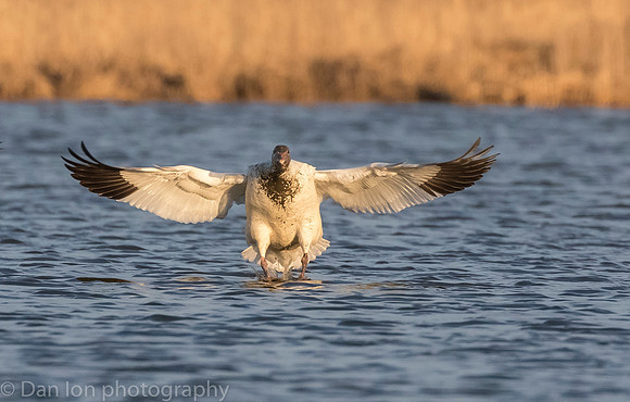 Snow Goose coming in the pond for a drink and a bath at sunset.