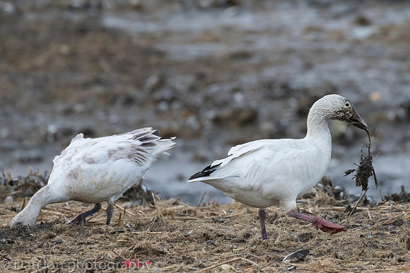 Snow Geese digging for roots on the bay at low tide. That is one big root.