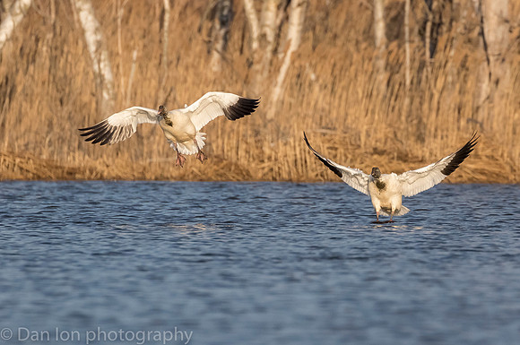 Snow Geese coming in the pond for a drink and a bath at sunset!