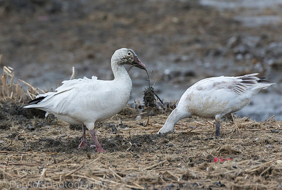 Snow Geese digging for roots on the bay at low tide. That is one big root.