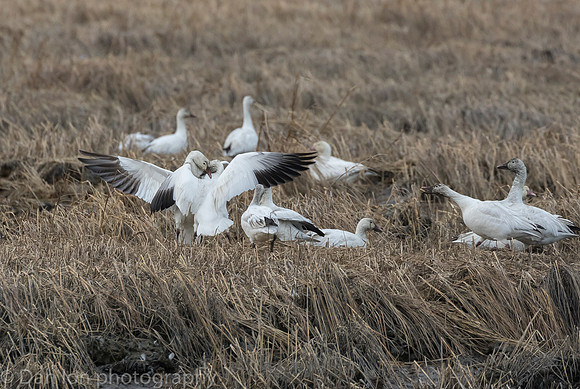 Snow Geese in a very rare fight over feeding rights.