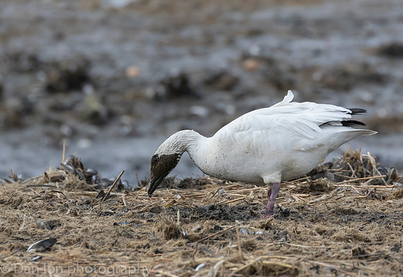 Snow Goose digging for roots on the bay at low tide. It can get very messy!