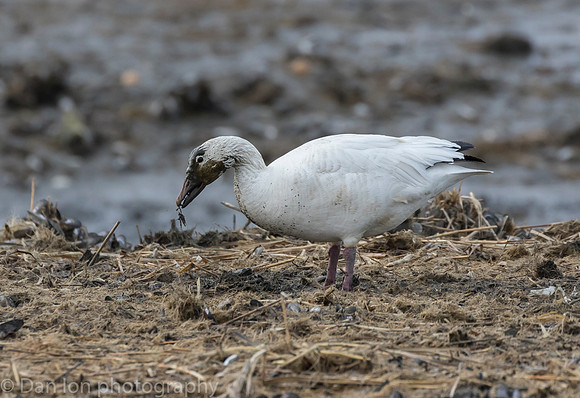 Snow Goose digging for roots on the bay at low tide.