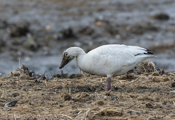Snow Goose digging for roots on the bay at low tide.